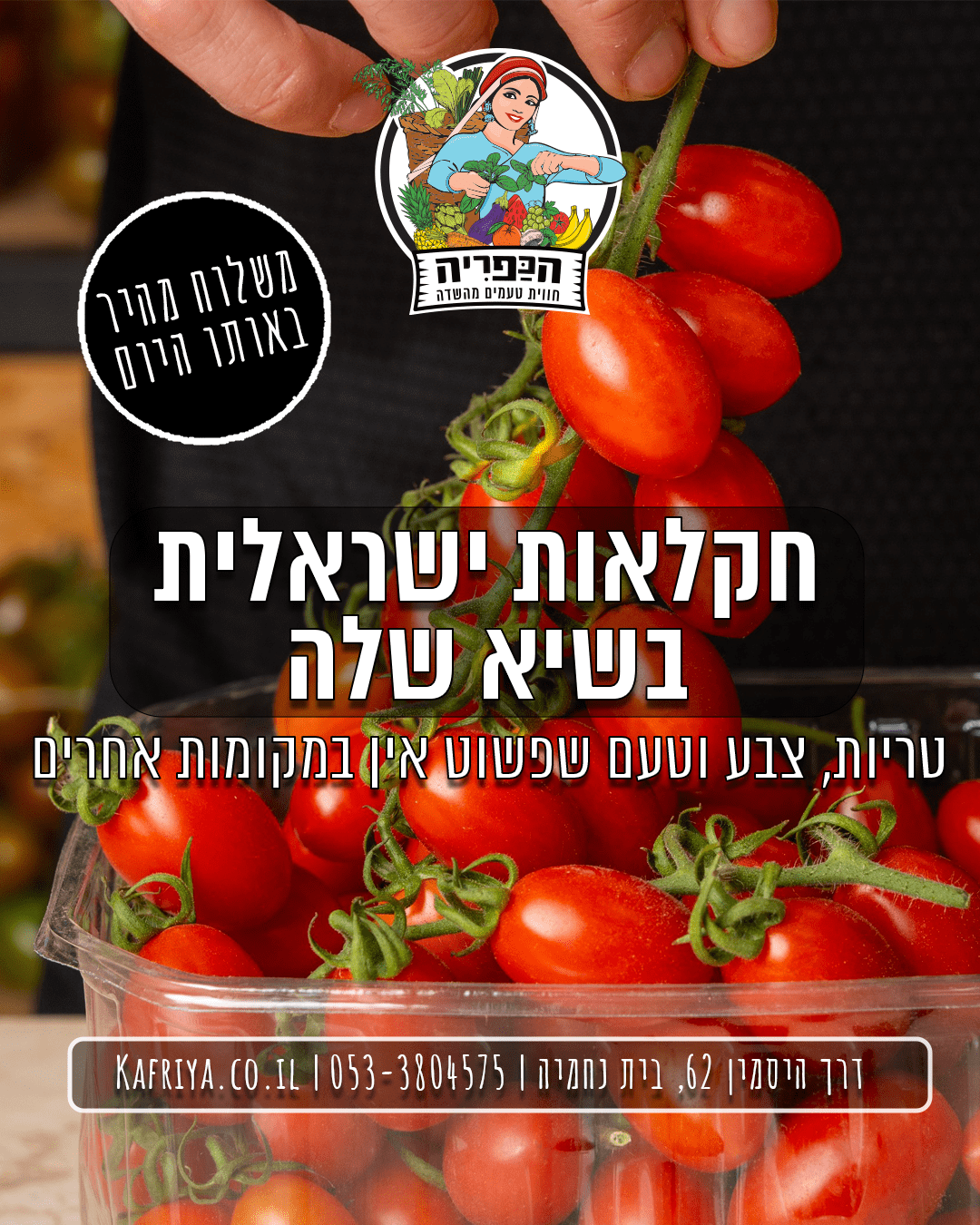 Tomato - Feed
